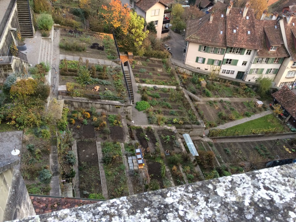 Terraced vegetable gardens.  The Swiss will garden anywhere they can.